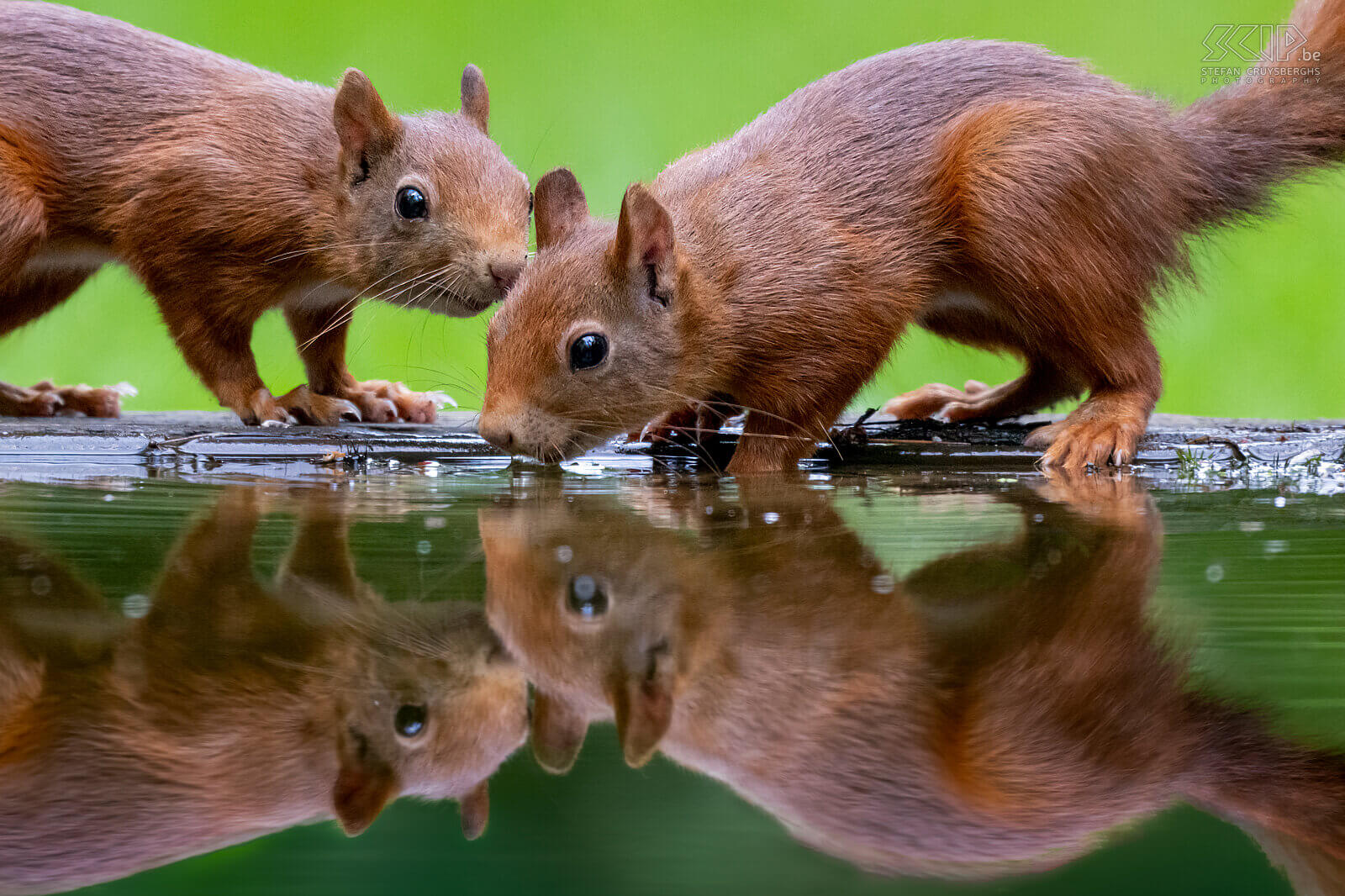 Couple of squirrels What a fun day to photograph these cute, energetic and very agile squirrels. Red squirrels (Sciurus vulgaris) are omnivores and have a varied diet consisting of nuts, seeds, berries, fungi, and sometimes insects and bird eggs. One of the adult squirrels still had beautiful ear tufts. Stefan Cruysberghs